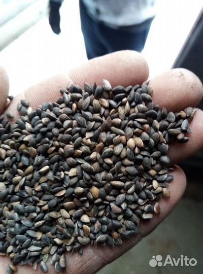 Семена ели обыкновенной