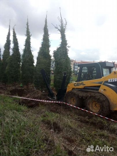 Услуги пересадчика крупномерных деревьев