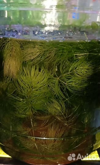 Водоросли для аквариума