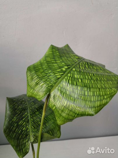 Калатея нетворк мозаичная