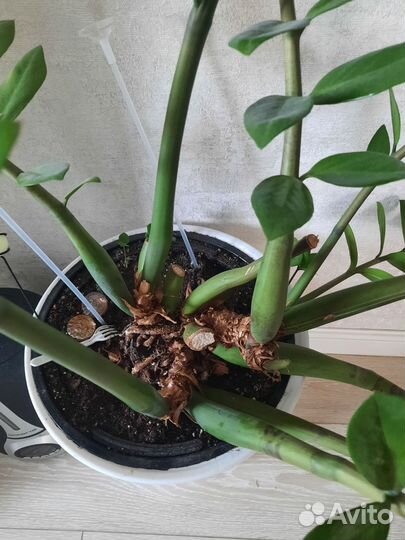 Замиокулькас