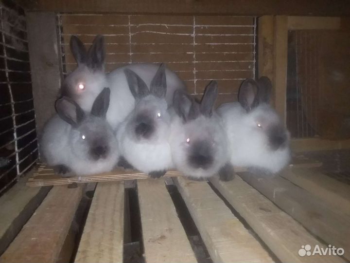 Кролики Калифорния