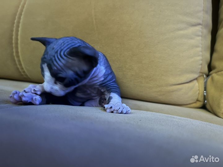 Котята сфинкс