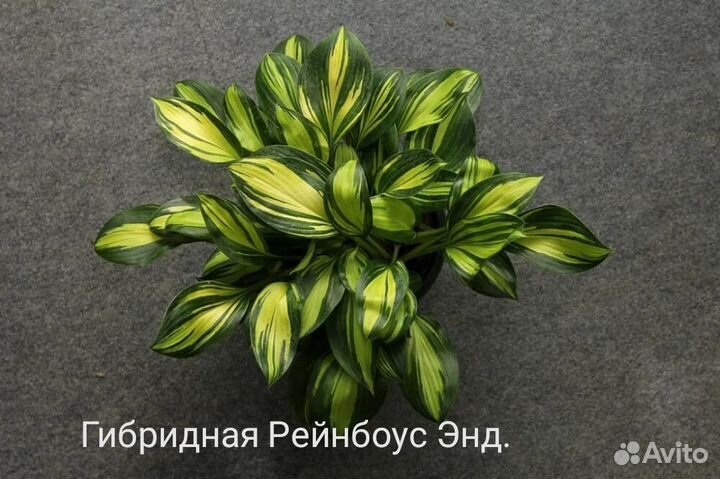 Хоста (коллекционные, гибридные, сортовые)
