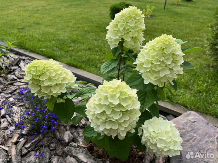 Гортензии 6 сортов