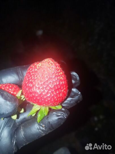 Ягодная ферма-питомник, земля 9,2 га собственность