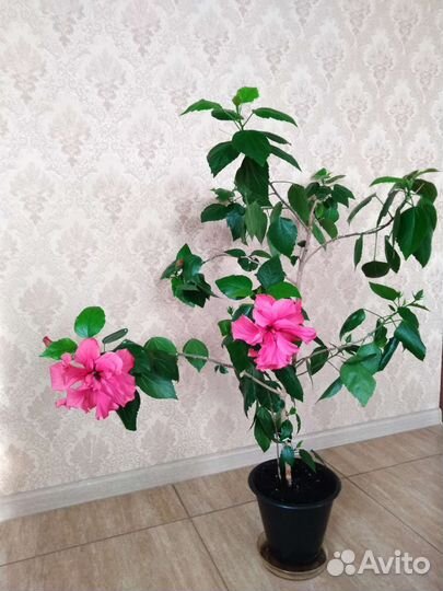 Гибискус китайская роза