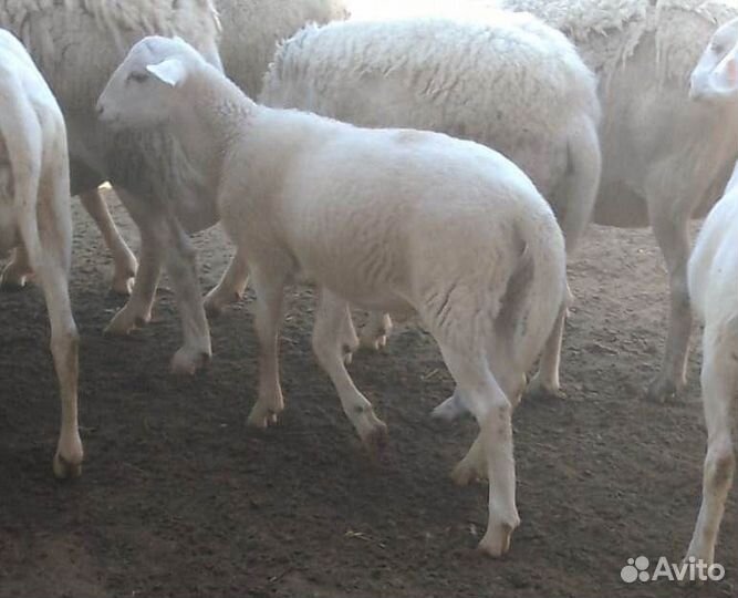 Катумский баран