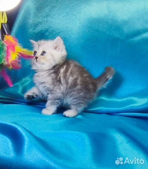 Шотландские котята. Фолд и Страйт