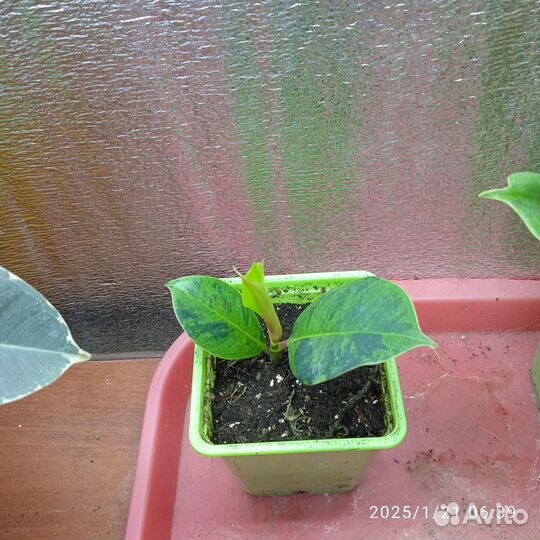 Фикус шревереанна