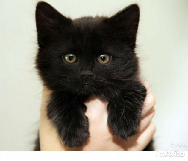 Малыш Уголёк 2 мес