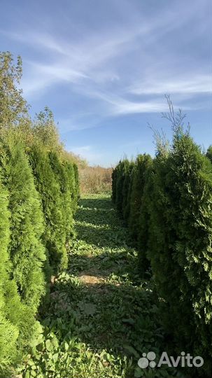 Саженцы Туи смарагд 2,59 метра