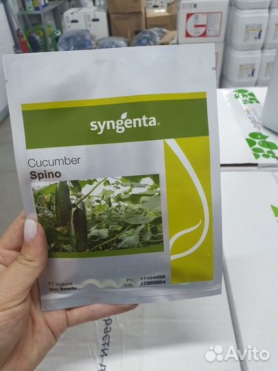 Семена огурец Спино 500с Сингента