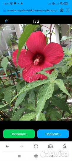 Гибискус травянистый садовый