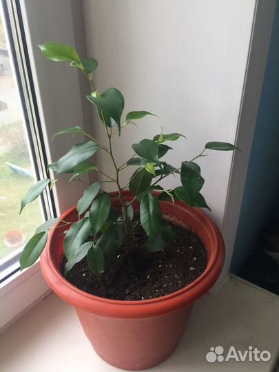 Фикус бенджамина