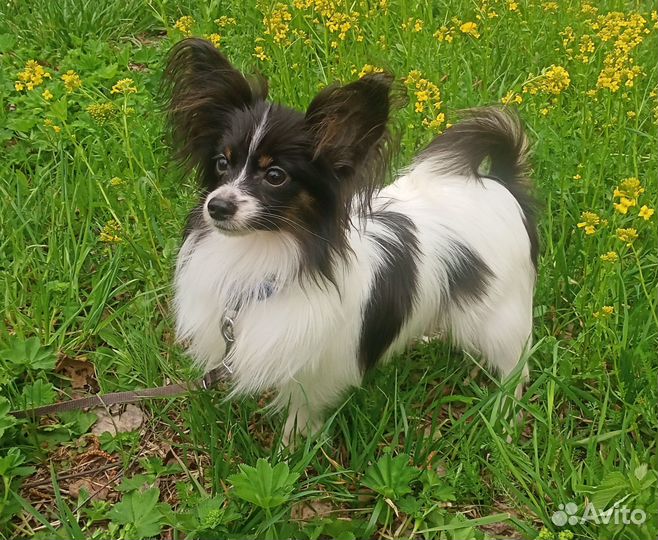 Щенок папийона