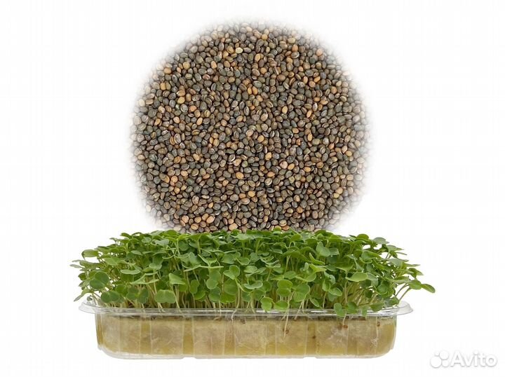 Семена Микрозелень от 50 грамм арт.0055