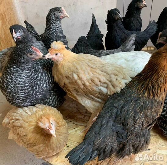 Куры молодки несушки