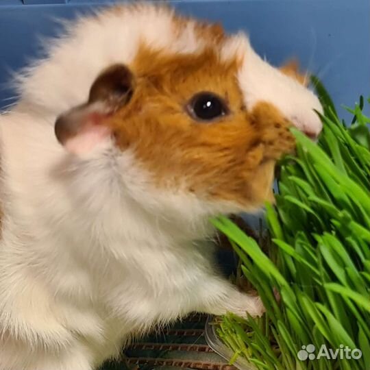 Передержка мелких грызунов