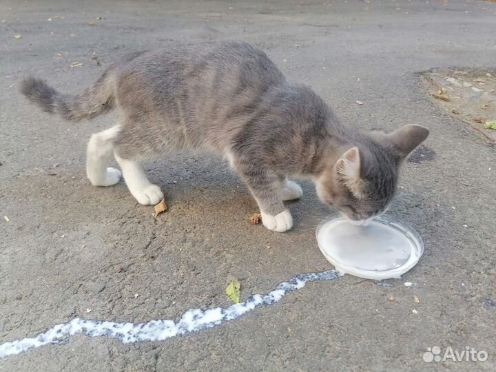 Кошка в дар бесплатно