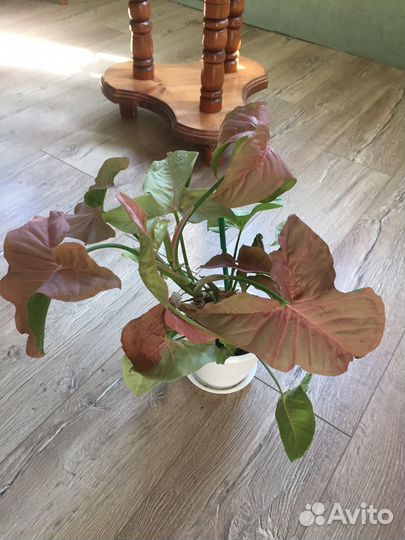 Сингониум ред харт