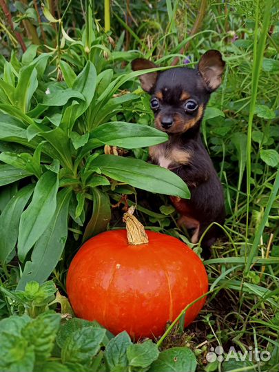 Мини той терьер