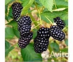 Ежевика ремонтантная Блэк Мэджик