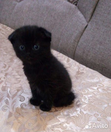 Шотландскийе котята