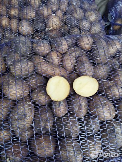 Картофель семенной