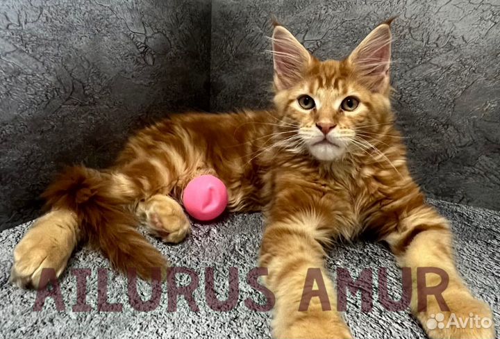 Котята мейн-кун