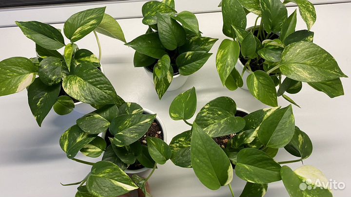 Сциндапсус