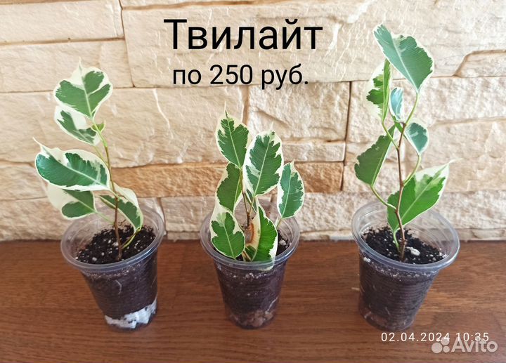 Фикусы (обновление 02.04.24)