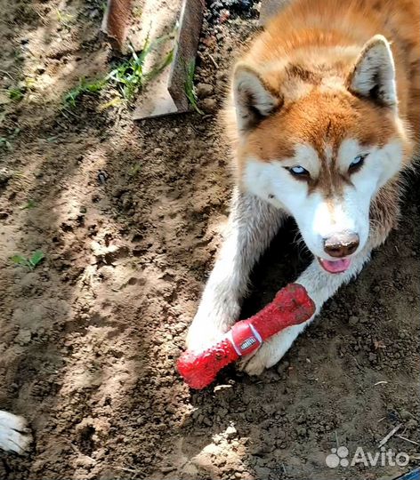 Собака хаски Рыжее солнце