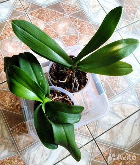 Цветы комнатные