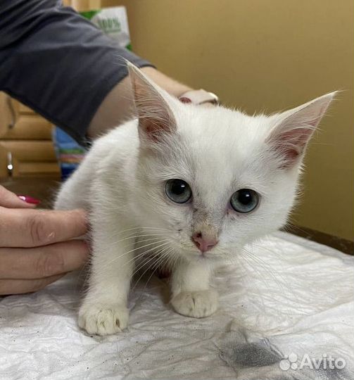 Котенок мальчик 2,5 месяца