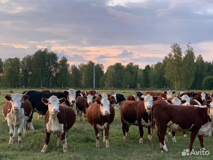 Нетели племенные 200 гол., казахская белоголовая