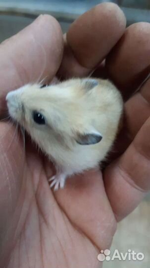 Хомячки 4 недели