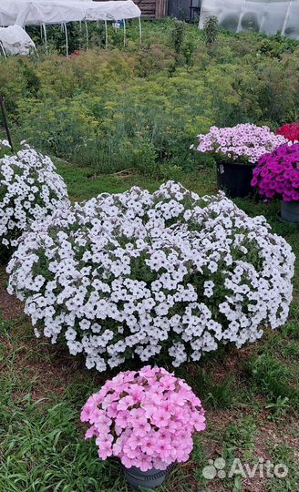 Петуния многоцветковая каскадно-ампельная