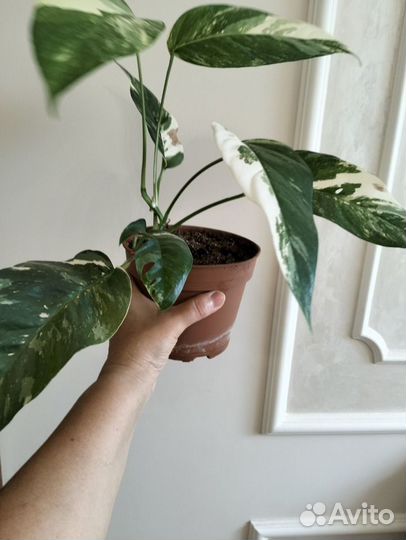 Эпипремнум пиннатум вайт вар