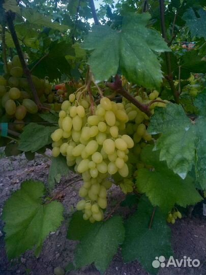 Черенки винограда