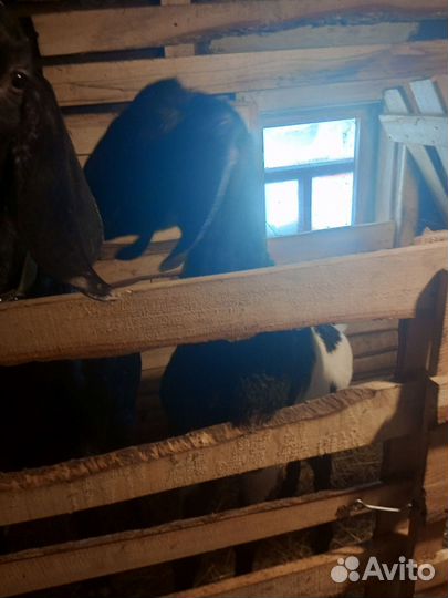 Коза нубийская