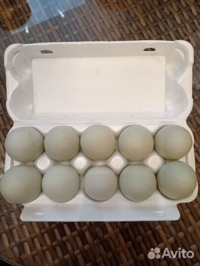 Яйцо домашнее утиное Индийский бегунок