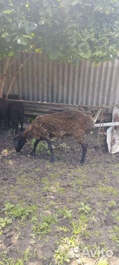 Курдючные бараны