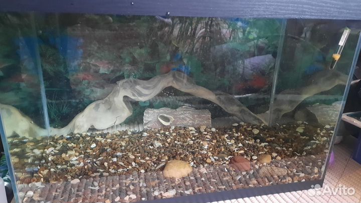 Аквариум, фильтр, терморегулятор, грунт и др