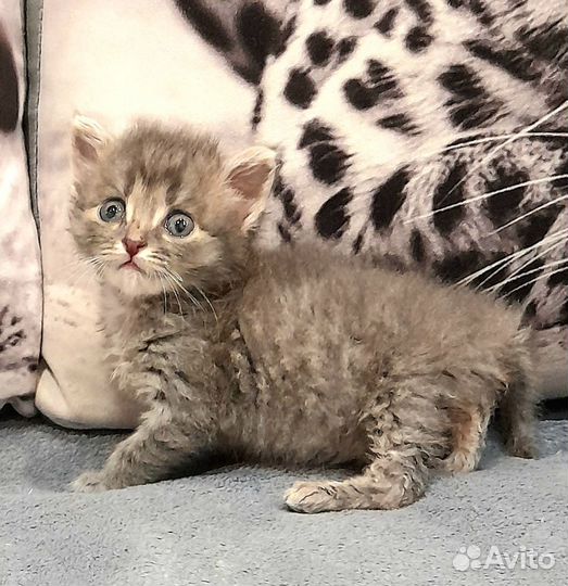 Котенок мальчик бесплатно