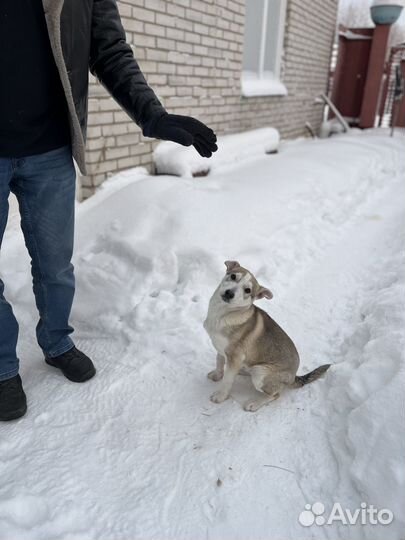 Щенок в добрые руки
