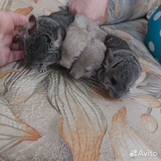 Шиншилла