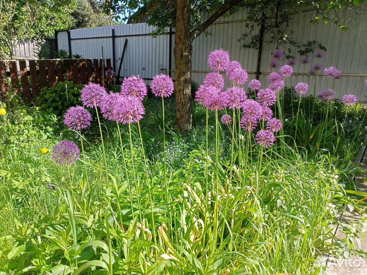 Луковичные растения (цветы и покушать)