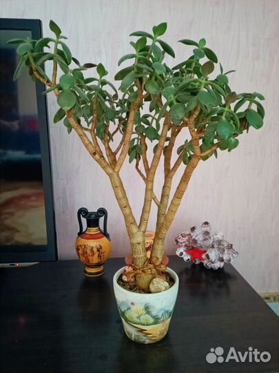 Крассула. Толстянка. Денежное дерево. Овата