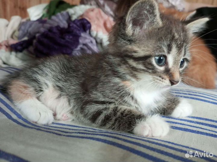 Котенок в дар бесплатно